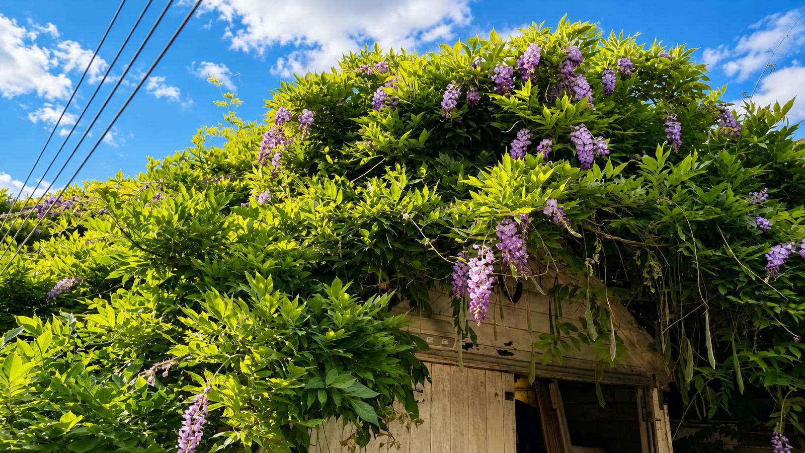 Short Term Let Properties in Bedford